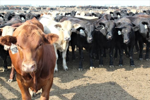 FL New Cattle